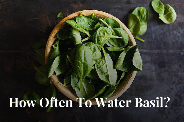 Did you get some fresh herbs but don't know how often to water them? We will tell you how to properly water your basil plant.