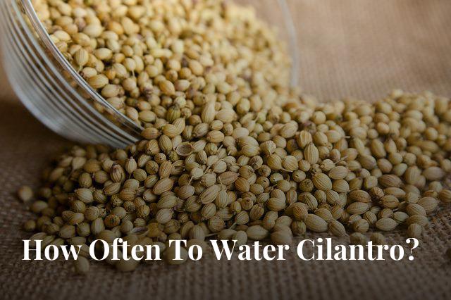 Are you looking for information about watering and fertilization of cilantro? The plant can be fertilized and watered when it's ripe.
