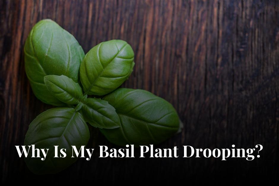 There are basil plants in the small pot. There are several reasons it could be drooped